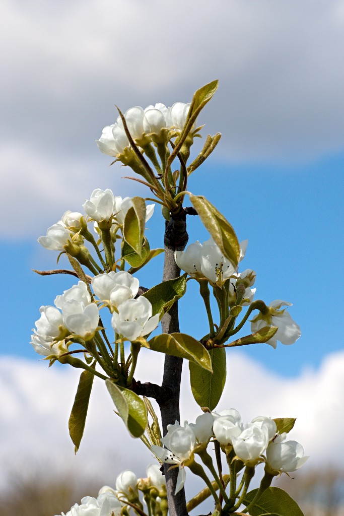 bloesem hdr voorjaar lente bloem bloemen flora fruitbomen betuwe kersenbloesem japan sakura fruit fruitbomen